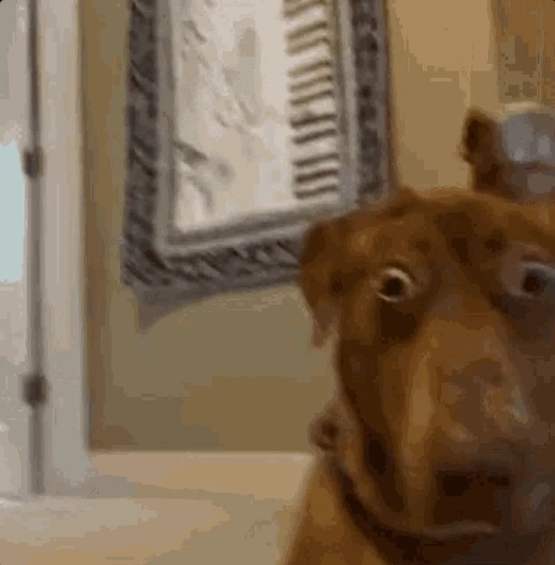 dog wtf